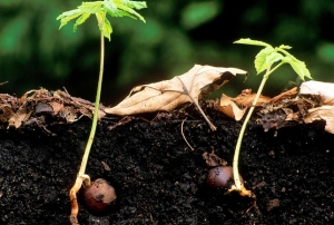 chesnut-seedlings
